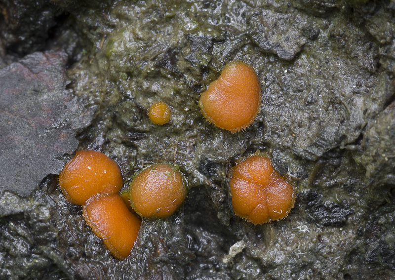 Scutellinia crucipila